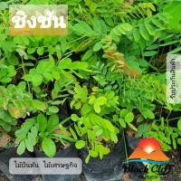 ราคา ต้นพิกุล พิกุล สวนเขาหมาก ไม้ยืนต้น ไม้เศรษฐกิจ ไม้มีค่า ไม้หอม ไม้ดอก (8069706795)