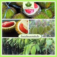 ราคา ทุเรียนแดงอินโด ต้นทาบ สูง 60-80ซม. ต้นทุเรียนแดงอินโด มีข้าวนุ่ม รสหวาน เนื้อสีแดง (22960642771)