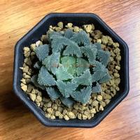 ราคา [4-5cm] ฮาโวเทีย H. Hakuteijo #haworthia #sacculants #ไม้ประดับ #ไม้อวบน้ำ (4803582252)