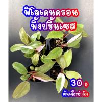 ราคา พิ้งค์ ปริ้นเซส ฟิโลเดนดรอน Philodendron Pink Princess ฟิโลเดนดรอน พิ้งค์ ปริ้นเซส (12785787389)