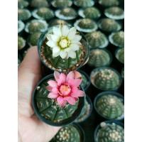 ราคา Gymnocalycium ragonesei ยิมโนจานบิน (28824935280)
