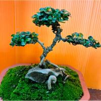 ราคา บอนไซ ชาฮกเกี้ยนสายพันธุ์แท้จากจีน (18443275201)