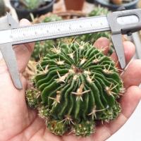 ราคา คลื่นสมอง แคคตัส แถมหน่อมาเต็มๆ Echinofossulocactus (3367616097)