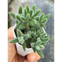 ราคา ก้ามกุ้ง,เกล็ดหิมะ Delosperma Echinatum ไม้อวบน้ำ น่ารักๆ กระถาง 2 นิ้ว (17156496669)