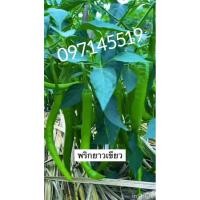 ราคา เมล็ดพริกโจลองสีเขียวเผ็ดน้อย/100 เมล็ด เมล็ดพริกยาวจีนยอดนิยม (27581312725)