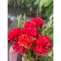 ราคา คุณนายแหวนเพชรอินเดียสีแดงดอกใหญ่ชุดละ 10 กิ่ง (4146624684)