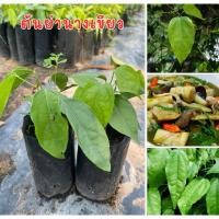 ราคา ต้นย่านางเขียว ชุด4ต้น89บาท พร้อมส่ง พร้อมปลูก (40300424980)