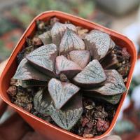 ราคา Haworthia​ 'hybrid'​ (14180120994)