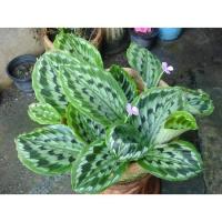 ราคา ต้นว่านนกค้ม ว่านนกคุ้ม ต้นไม้ ดอกไม้ ไม้ดอก ว่านนกค้ม (21124822412)