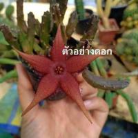 ราคา เก๋งจีนดอกปลาดาวดำ ไม้ชำหน่อ ขนาดความสูง 5 ซม. ต้นกระบองเพชร ต้นแคคตัส (แคคตัส กระบองเพชร) (24908399969)