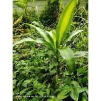 ราคา ต้นวาสนา ต้นมหามงคล ต้นไม้นำโชค (11145975824)