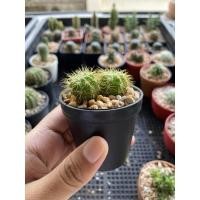 ราคา แคสตัส ดาวล้อมเดือน กระบองเพชร ไม้หนาม (cactus) (5260417528)