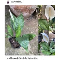 ราคา เดหลีจักรพรรดิ์ หรือกวักเงิน ใบด่างเหลือง (16619633551)