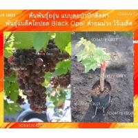 ราคา ตอปักองุ่น พันธุ์แบล็คโอปอร์ (Black Opal) ไร้เมล็ด (8396535853)