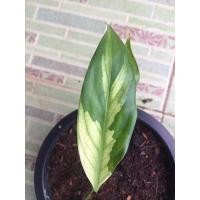 ราคา เดหลีด่าง ในกระถาง 5 นิ้ว (3494722881)