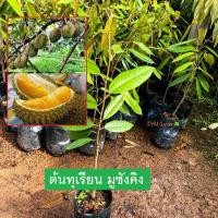 ราคา ต้นทุเรียน พันธุ์มูซังคิง (เสียบยอด) ทุเรียน มูซังคิง พร้อมปลูก ให้ผลเร็ว (รับประกันสินค้า) (17511173494)