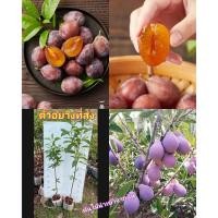 ราคา (1ต้น) ต้น พรุนแดง ต้นพรุนแดง ลูกพรุน จีน prune tree 法兰西西梅 เสียบยอด 2 ปี / saranrak (20787355380)