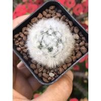 ราคา แมมขนแกะ Mammillaria bocasana v.multilanata (11415837893)