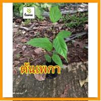 ราคา ต้นเพกา 25-30ซม. เพกาลิ้นฟ้า เพกา (23128569874)