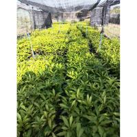 ราคา ต้นพันธุ์อะบิว แบบเพาะเมล็ด สั่งขั้นต่ำ2ต้นขึ้นไป (44207430122)