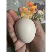 ราคา #ไข่ไก่เบตง#ไข่ไก่เชื้อไข่เบตงจากพ่อพันธุ์แม่พันธุ์แท้ 100% มาจากสงขลา (23867880213)