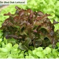 ราคา [5แถม1] เมล็ดผักสลัดเรดโอ๊ค (red oak lettuce) (21187327436)