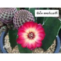 ราคา สตอเบอร์รี่ สตอเบอร์รี่ด่าง หน่อเด็ดสด ซัลโค Sulcorebutia ซัลโครีบูเทีย ซัลคอ ซัลคอรีบูเทีย rauschii กระบองเพชร แคคตัส (11721273730)