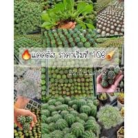 ราคา กระบองเพชร cactus ราคาถูกเลือกชนิดได้ ยิมโน อิชินอปไฮบริด มะพร้าวทะเลทราย แมมมิลาเรีย (4652196359)