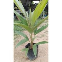 ราคา ต้น สละอินโด กล้า พันธุ์ สายน้ำผึ้ง ต้น สวย อวบ หนา แข็งแรง การันตีสินค้าตรงปก ลูกสละเนื้อหนา กรอบ อร่อย ไม่ฝาด (22244673589)