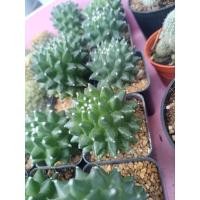 ราคา แมมมิลลาเรีย อิรุซามุ อิรุซามุแคคตัส แมมปุยหิมะ (25413707409)