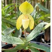 ราคา กล้วยไม้รองเท้านารีเหลืองอุดร (22070665471)