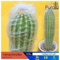 ราคา ต้นกระบองเพชร เอสโพทัว นานา Espostoa nana กระบองเพชรสำลี กระบองเพชรก้อนหิมะ #cactus (5813616895)