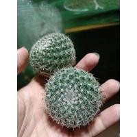 ราคา แมมแม่เฒ่า ไซต์ให้ดอก (8182258149)