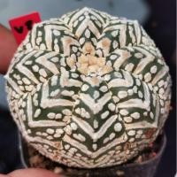 ราคา แอสโตรไฟตั้ม วี #แคสตัส castus astrophytum แอสโตร แอสโตรไฟตั้ม แอสโตรไฟตัม กระบองเพชร แอสโตรวี (12637917156)