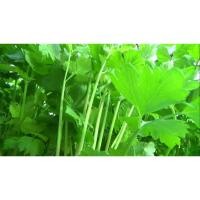 ราคา ต้นกล้า ขึ้นฉ่าย ต้นละ 10บาท ซื้อ 10แถม 2 คึ่นช่าย (25640029007)