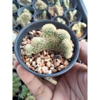 ราคา แมมเม็ดพริกคริส แมมบูมิอายคริส แมมนิ้วทองคริส (8932111181)