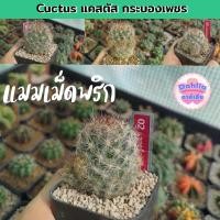 ราคา แมมเม็ดพริก กระบองเพชร แคคตัส cactus (42552868419)