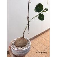 ราคา บัวบกโขด บัวบกป่า Stephania erecta ไม้โขด ไม้จิ๋ว ไม้ฟอกอากาศ (4537097742)