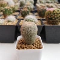 ราคา ขาย Mammillaria perbella (แมมนกฮูก) (6112394895)