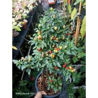 ราคา ต้น พริก 7 สี /พริกสีรุ้ง / พริกตุ้ม รับประทานได้ (14430681236)