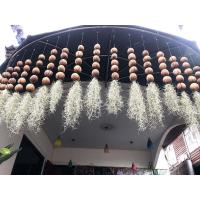 ราคา โมบายลูกตีนเป็ด+ต้นเคราฤาษี (27411635508)