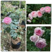 ราคา กุหลาบญี่ปุ่นดอกหอม สีสวย (4068089821)