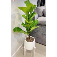 ราคา ไทรใบสักแคระใบใหญ่ Fiddle Fig #ไทรใบสัก #FiddleFig #ไม้ฟอกอากาศ พร้อมส่ง (20410997882)