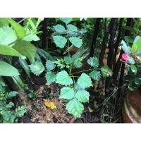 ราคา ต้นกล้าต้นปีบ(กาสะลอง)[ Millingtonia hortensis L. F. ]ต้นส่งพร้อมกระถางสีดำ7นิ้ว (9942033680)
