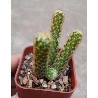 ราคา ต้นกระบองเพชร แคคตัส ยิมโน นิ้วเงินนิ้วทองแคระ (7478422734)