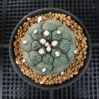 ราคา แอสโตรไฟตัม แอสโตรกิ๊กโกะ แอสโตรเต่า (ส่งเคาะราก) (20089796723)