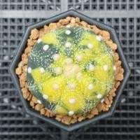 ราคา แอสโตรด่าง ดอทปุยๆ สีละมุน (ส่งเคาะราก) (18004232878)