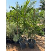 ราคา แก้วเจ้าจอมพันธุ์10ใบ(6+4) สูง1เมตร50ซม.-1เมตร60ซม. (26681260556)