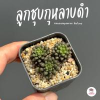 ราคา ลูกชุบกุหลาบดำ Anacampseros Retusa ไม้อวบน้ำ กุหลาบหิน แคคตัส กระบองเพชร cactus&succulent (5161174783)