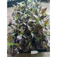 ราคา ต้นกล้า พริกชีฟ้าม่วง พริกม่วง ต้นละ 12 บาท พร้อมปลูก แบบห่อตุ้มส่ง (26918351408)